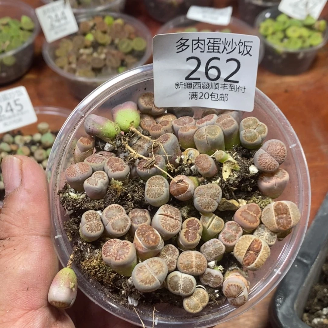 多肉蛋炒饭，感谢您相伴262