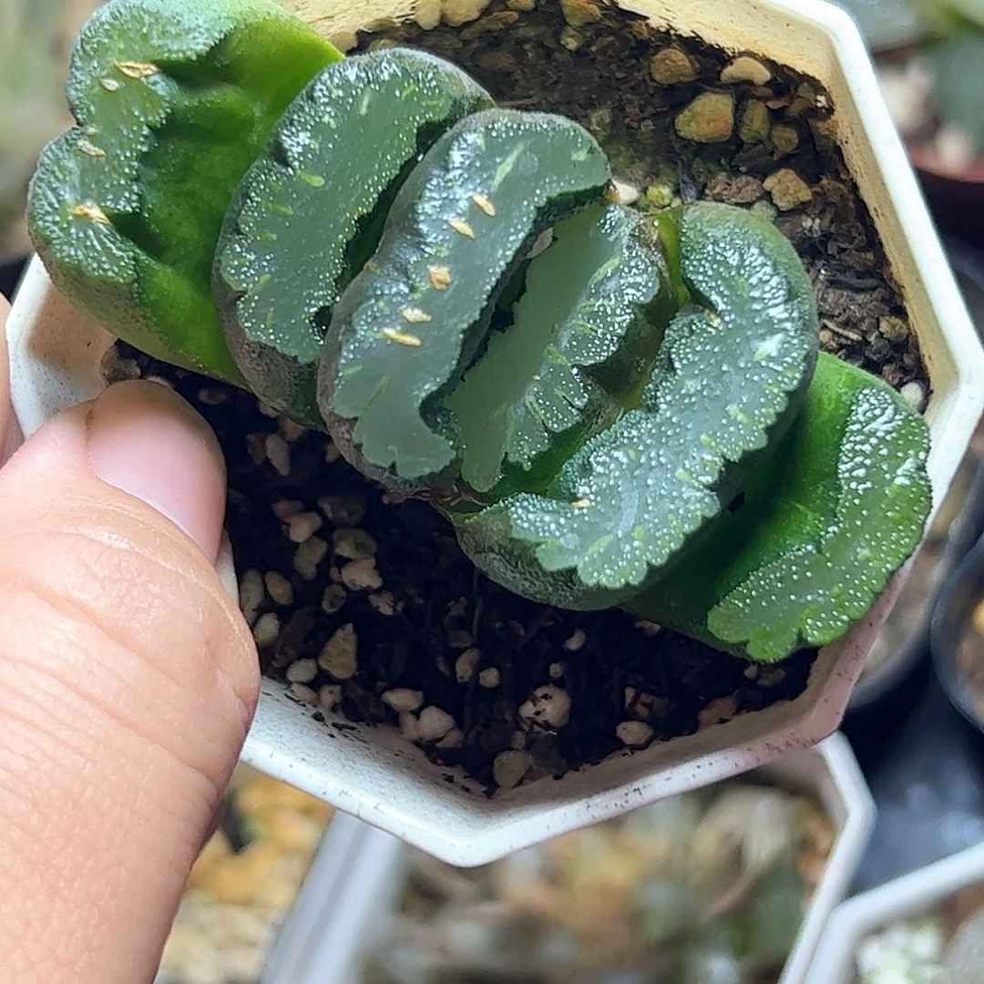 鬼岩城玉扇十二卷