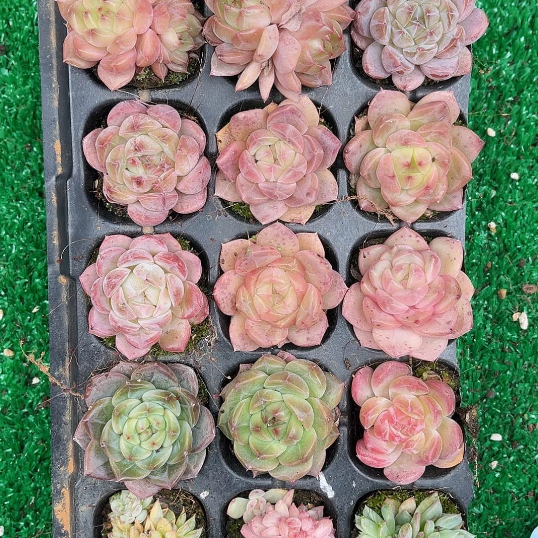 多肉一物一拍29-45