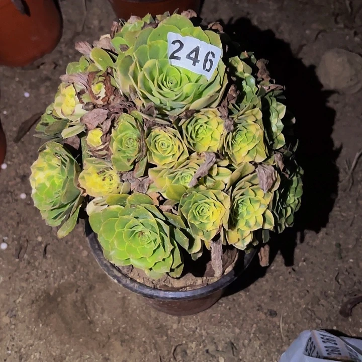 246七彩多肉植物不售后