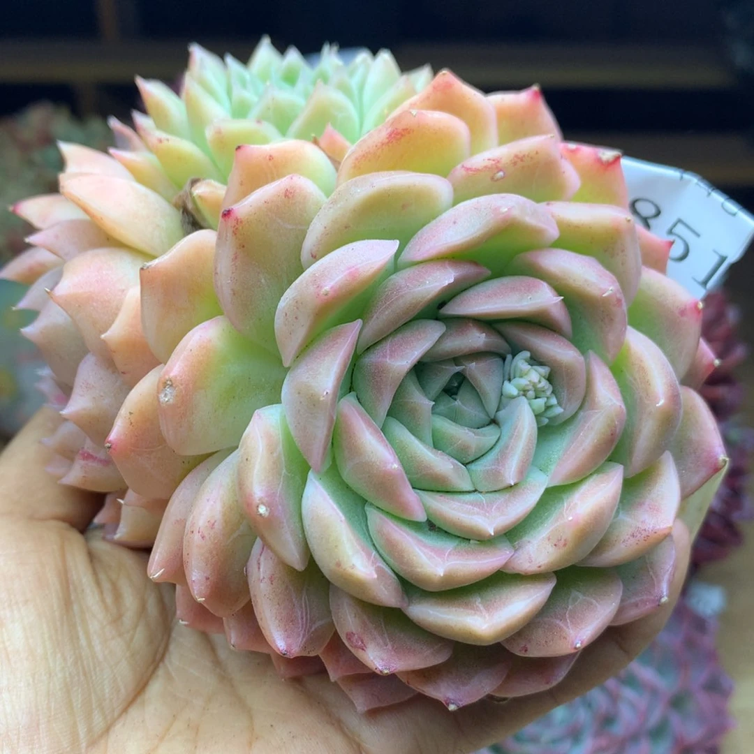 1851杂交精品基地12厘米