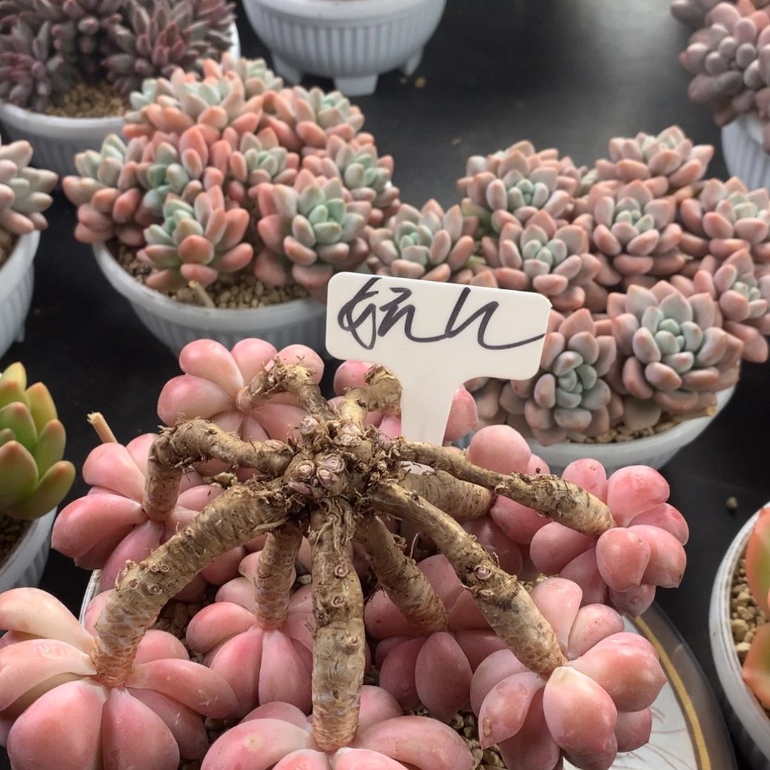 白鹭好看哈看好看