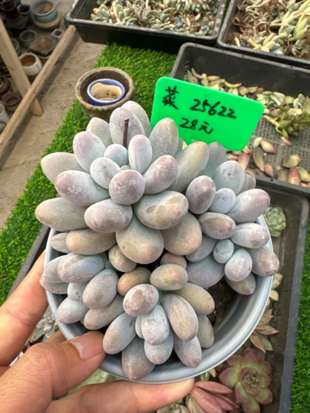 菜菜，多肉植物，汤圆