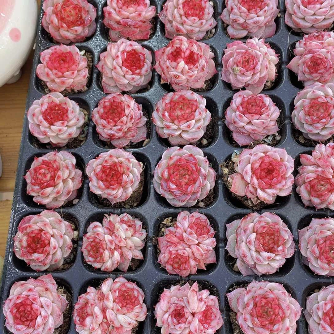 量拍72号 天鹅绒单头双头混发7个