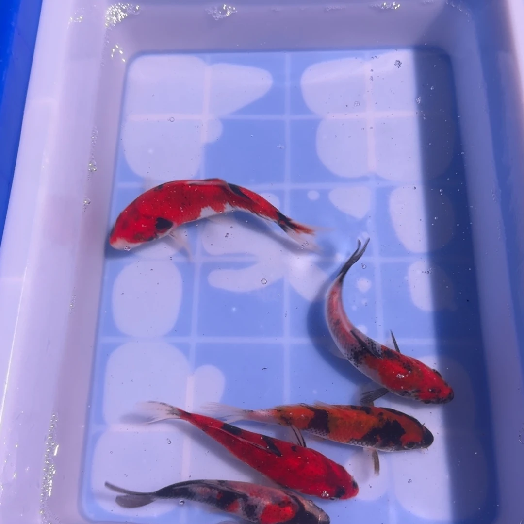 锦鲤精品锦鲤大卖6