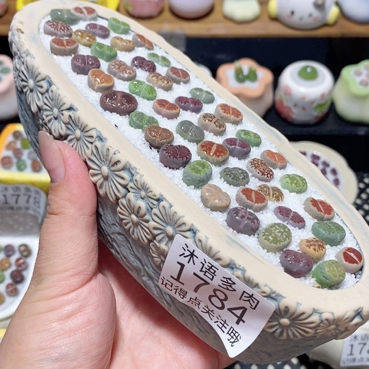 带盆土植物 一物一拍1784