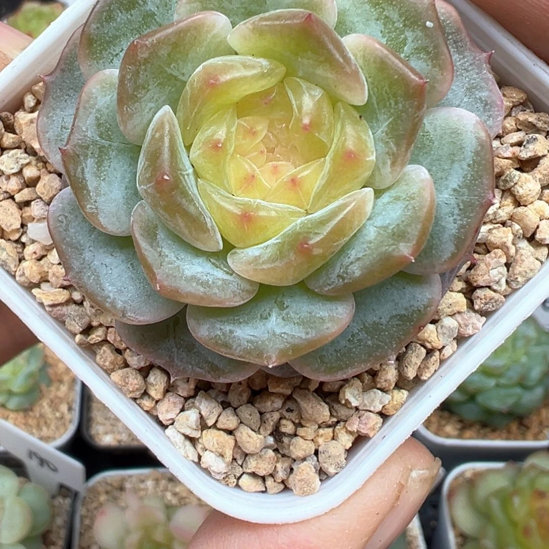 508号星野晗雨多肉植物