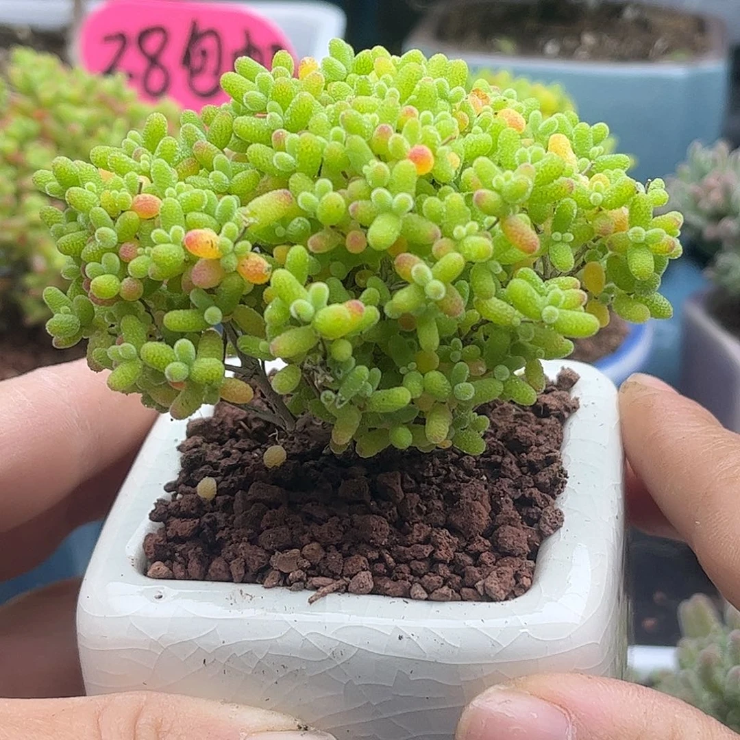 24蜜桔带盆优选枝干番杏