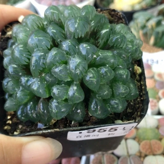 1955，冰灯群如图