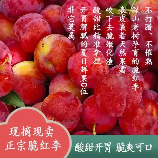 贵州高山脆红李子现买现摘新鲜水果