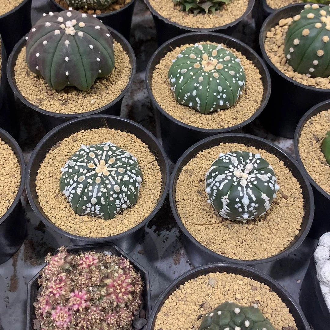 实生根连线兜专拍链接