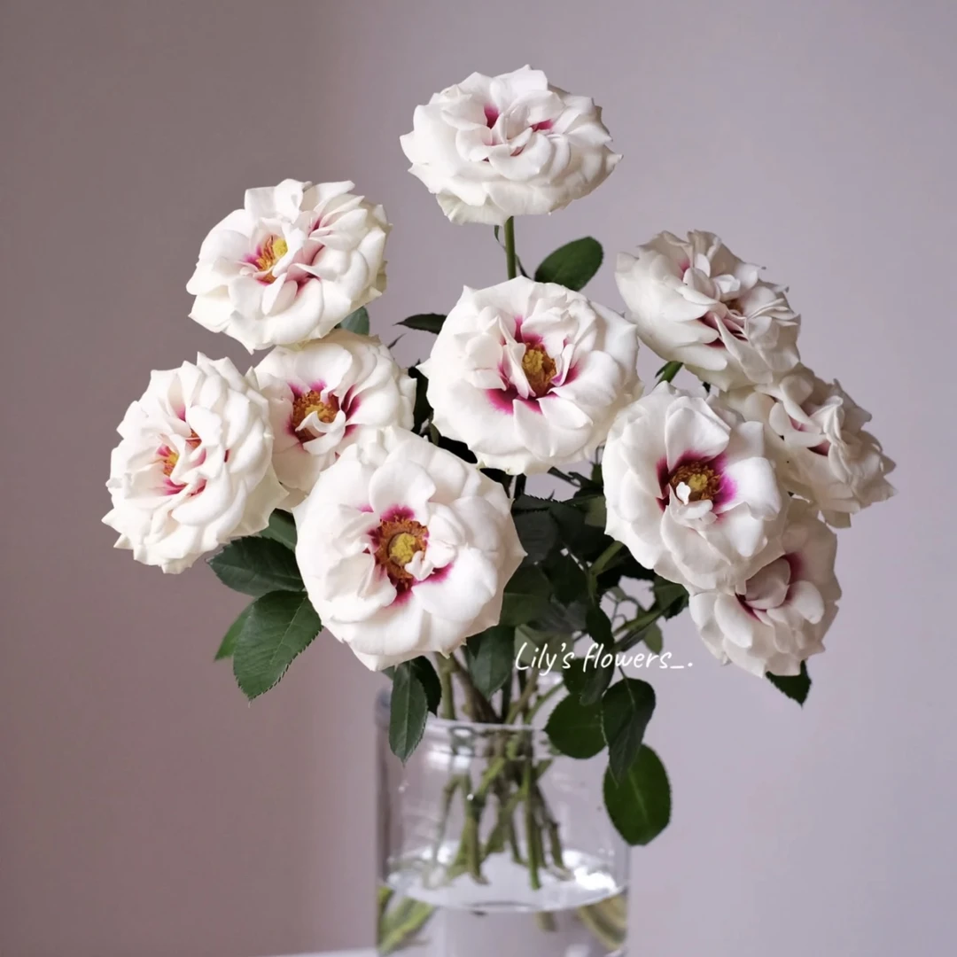 【单头桥边之约 玫瑰10枝】 点关注 发顺丰鲜切花基地直发