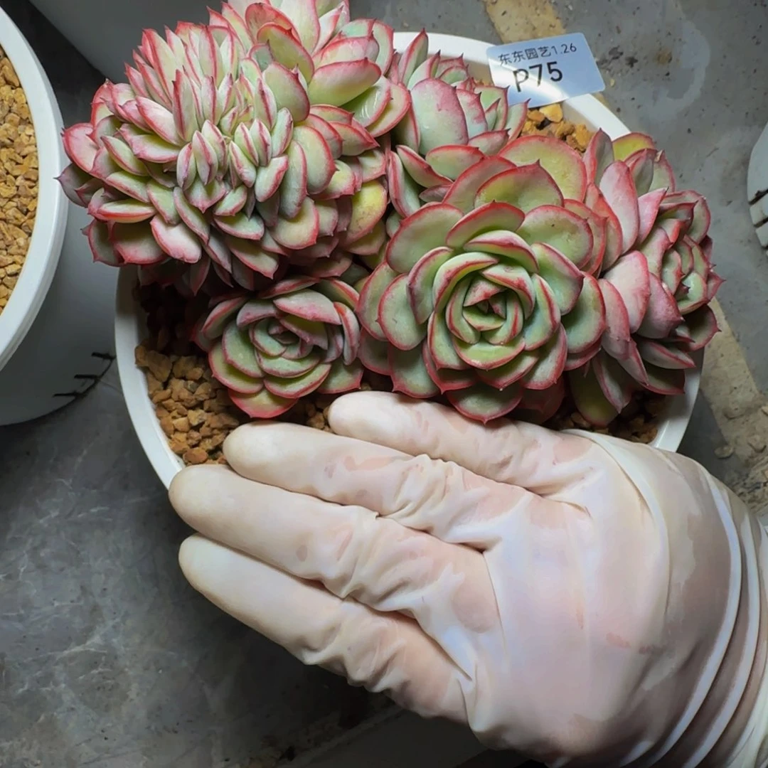 p p p p p p p p p 75