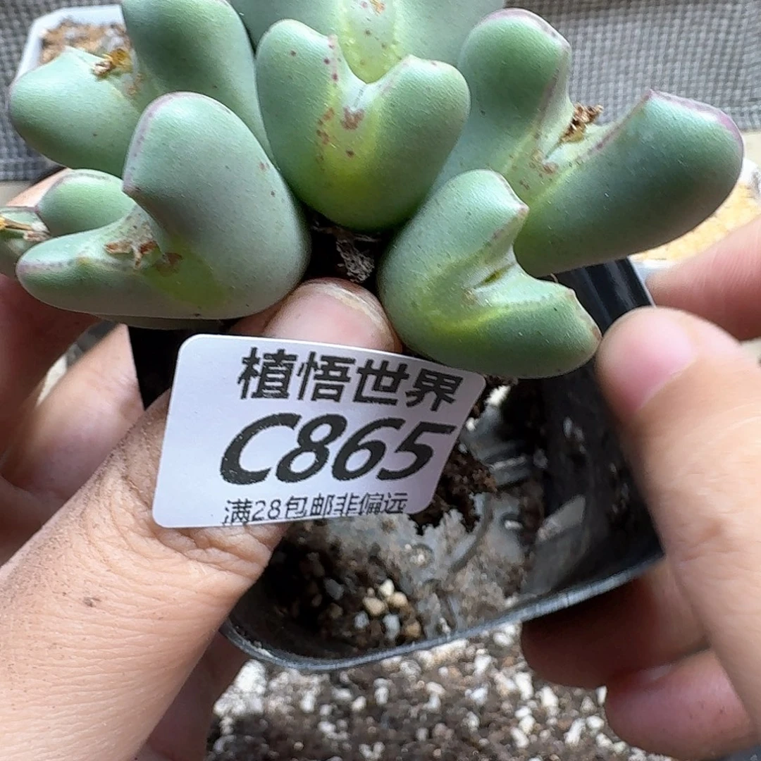 drzwdrs法国红酒的润泽