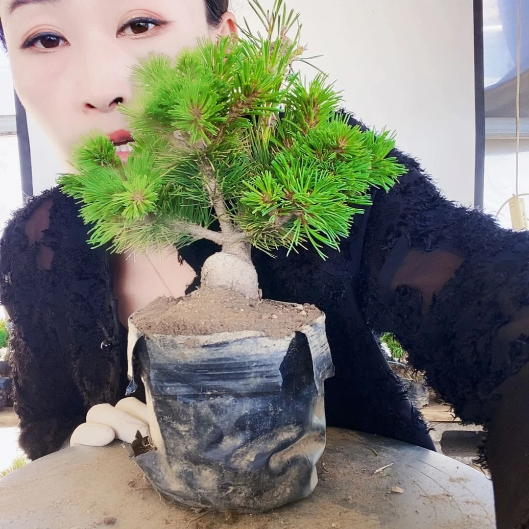 无花朵植物形态多年生草本