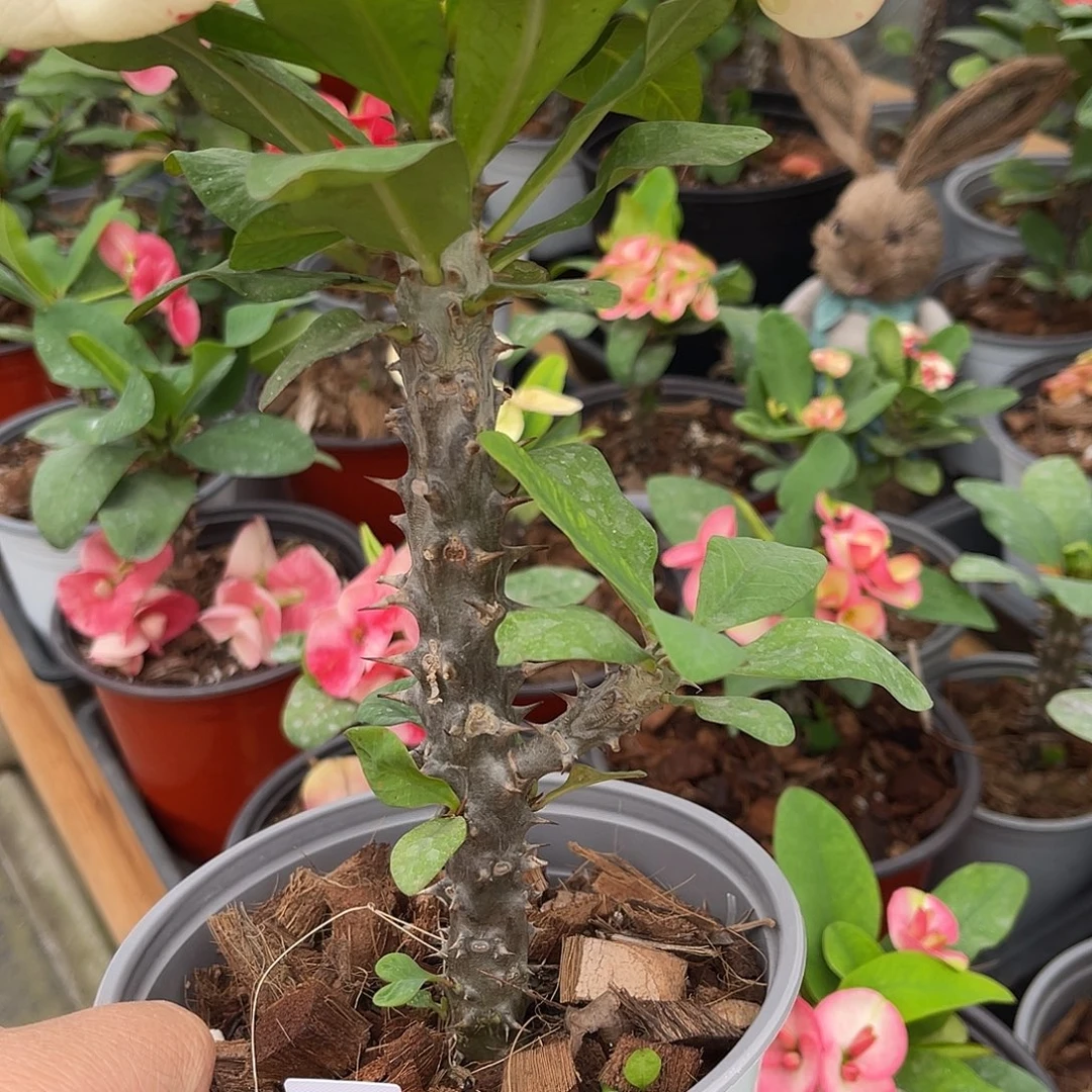 @****虎刺梅-冰山美人138（12号）