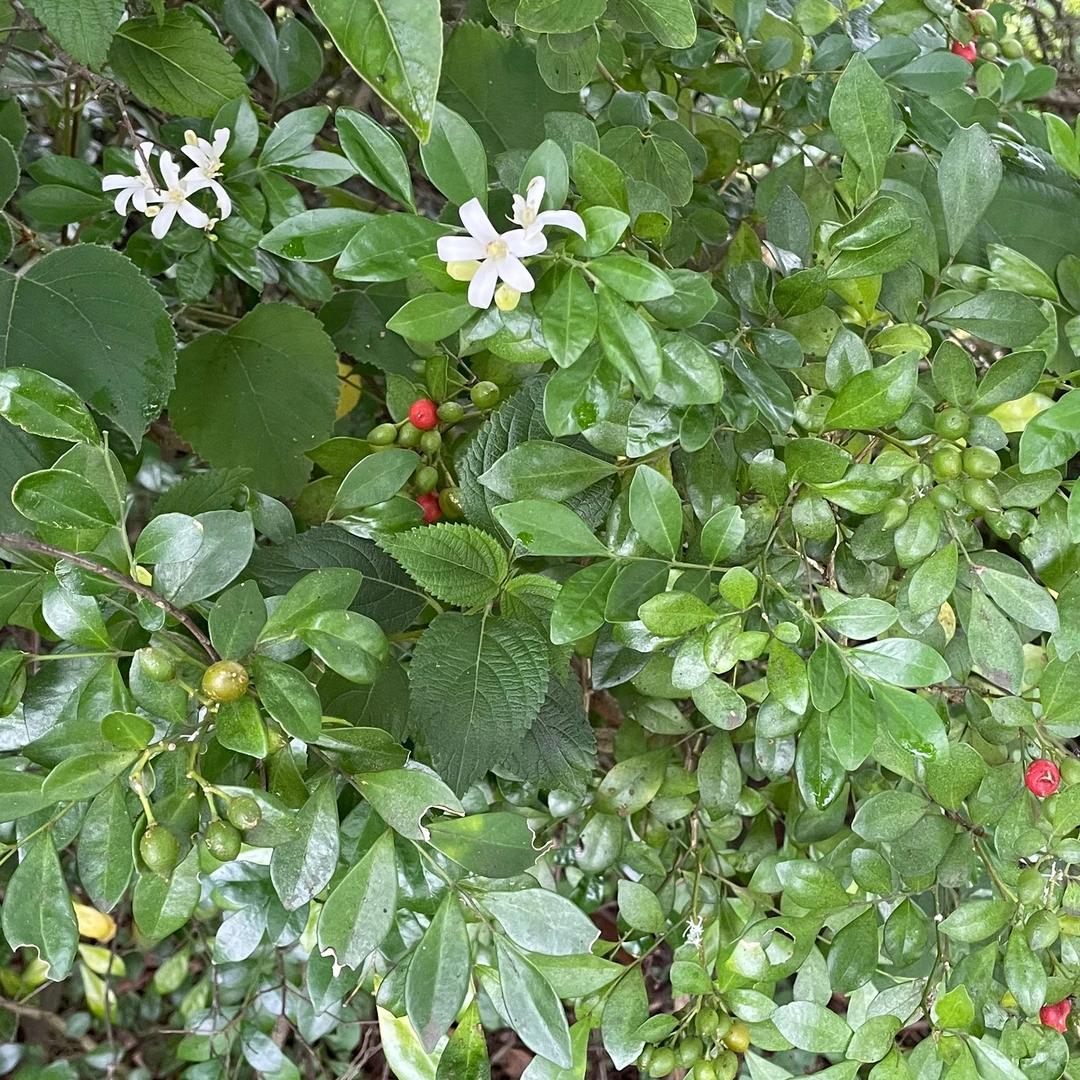 九里香四季开花常年绿叶开花阳台庭院常年绿叶驱蚊驱虫净化空气