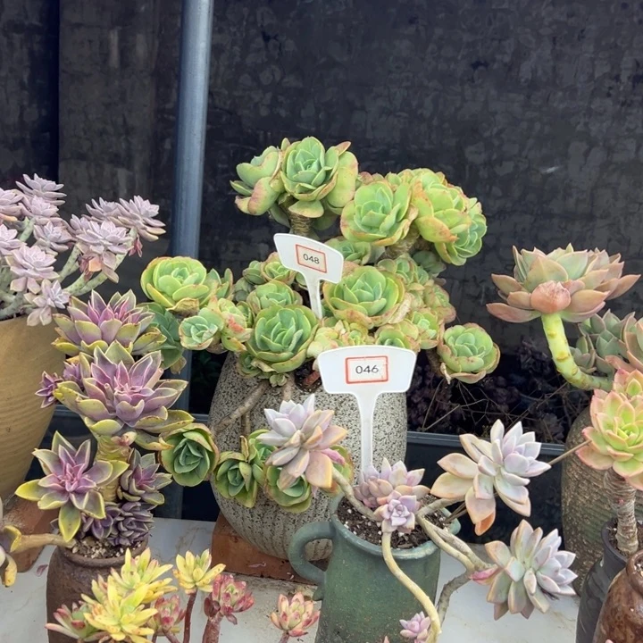 秦*大碧桃多肉植物048