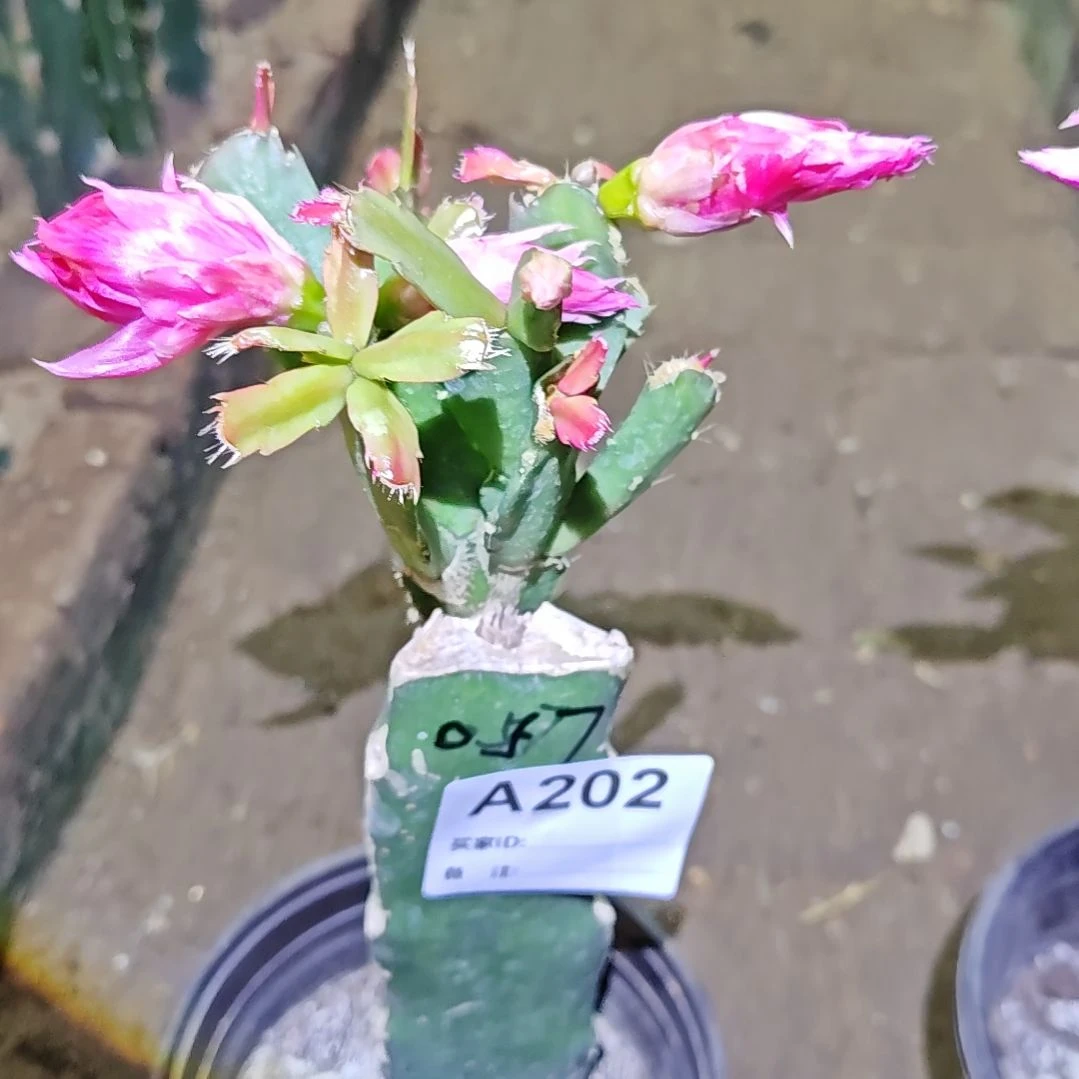 057脱土脱盆易掉芽苞202
