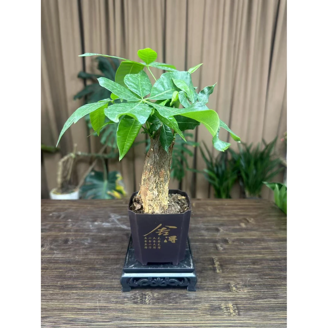 【新疆包邮】发财树盆栽植物室内花卉盆景客厅办公室云竹优雅