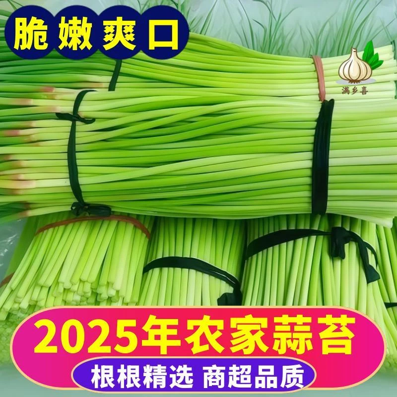 2025新鲜蒜苔农家直供嫩蒜薹绿色种植营养美味