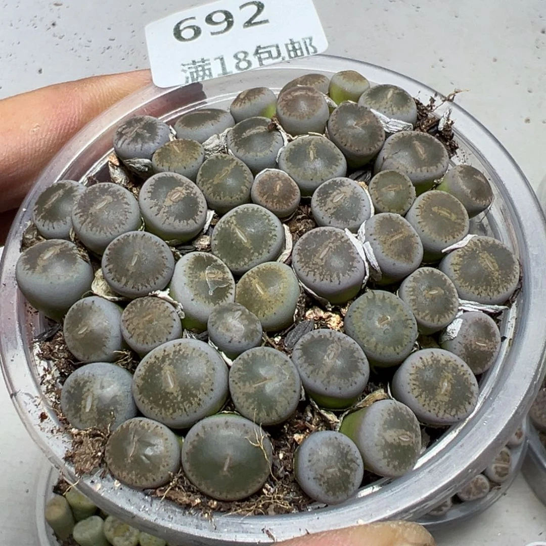 【闪购商品】 692。