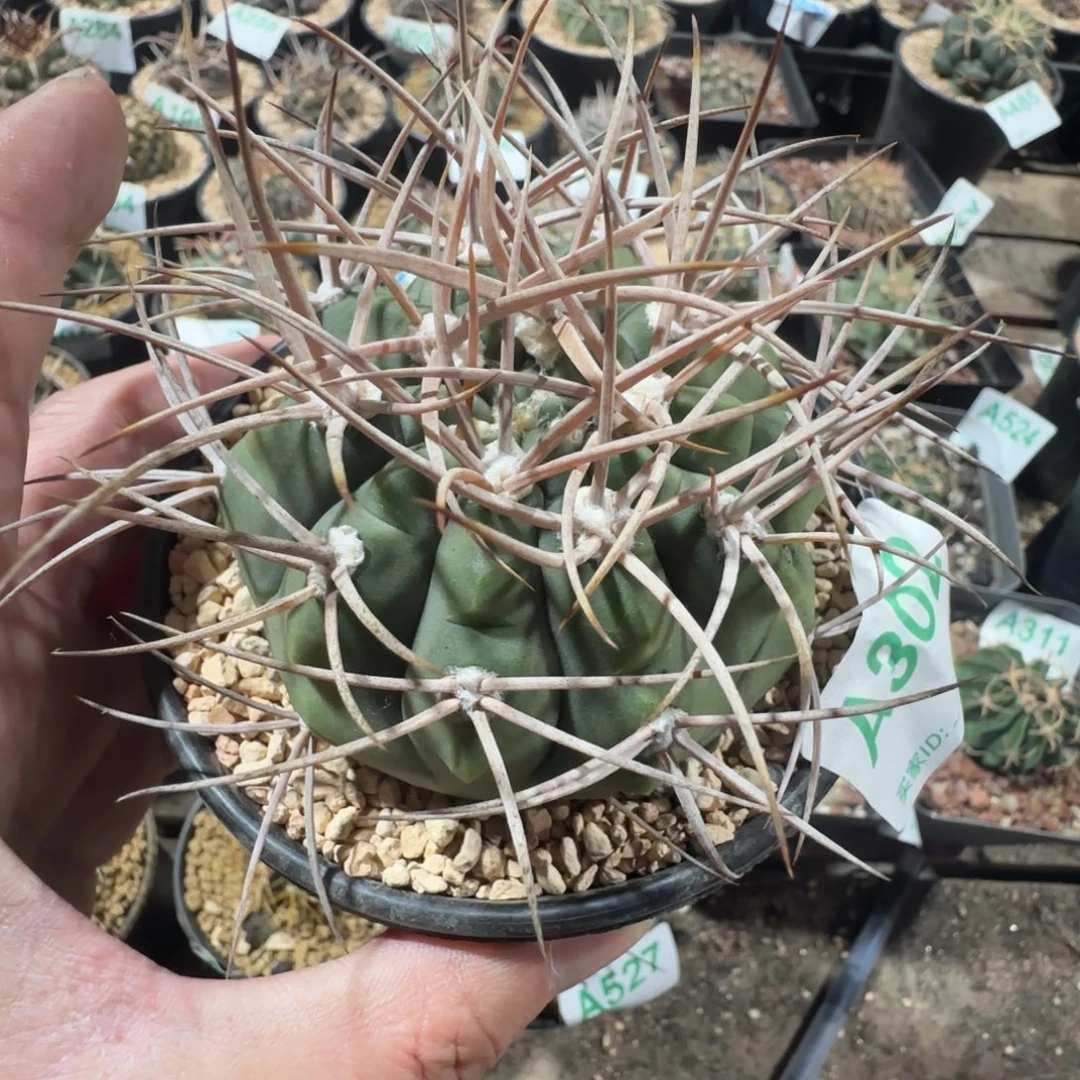 摩天龙杂碧言 实生302