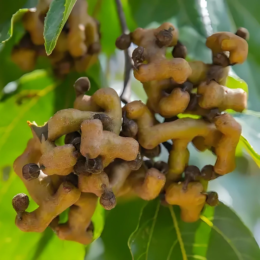 现摘新鲜江西赣南野生拐枣枳椇子鸡爪梨万寿果可泡酒正宗老外