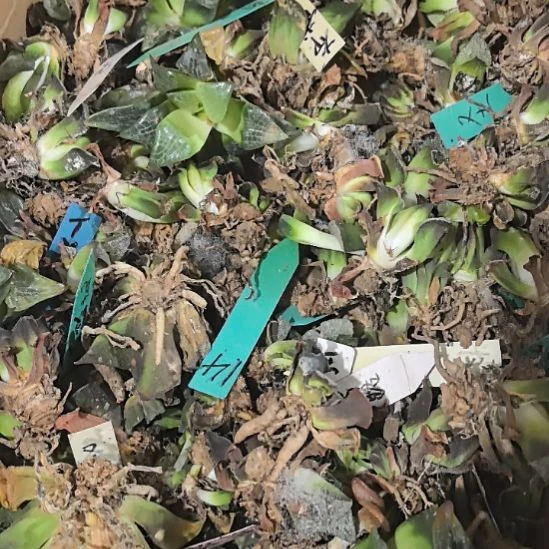 15颗一起发，十二卷！