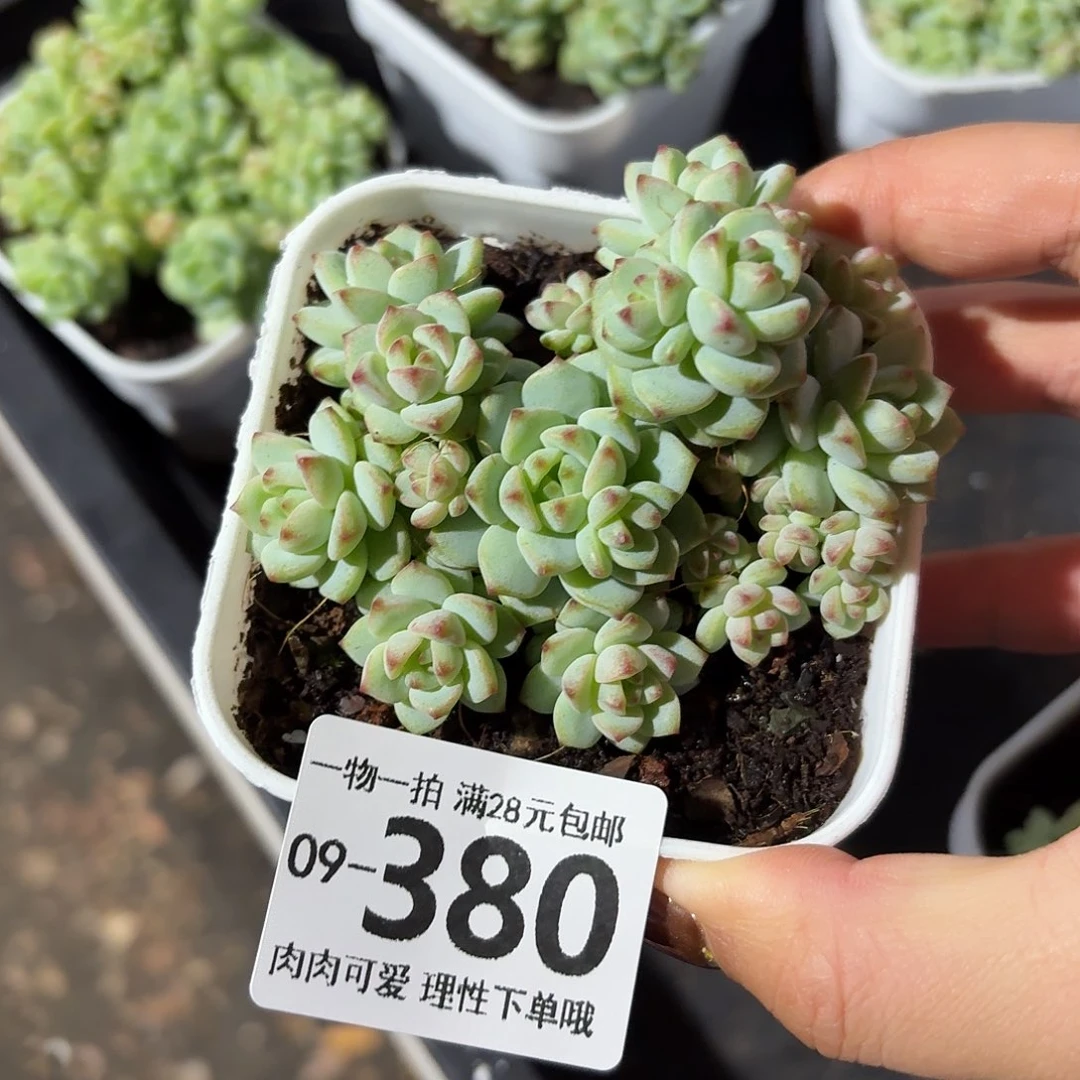 焦糖精灵无盆土发货无盆土发货无