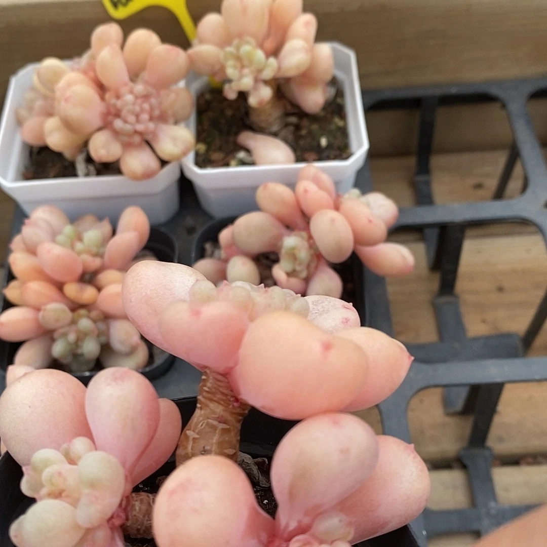 比尔盖茨老桩双头，福利