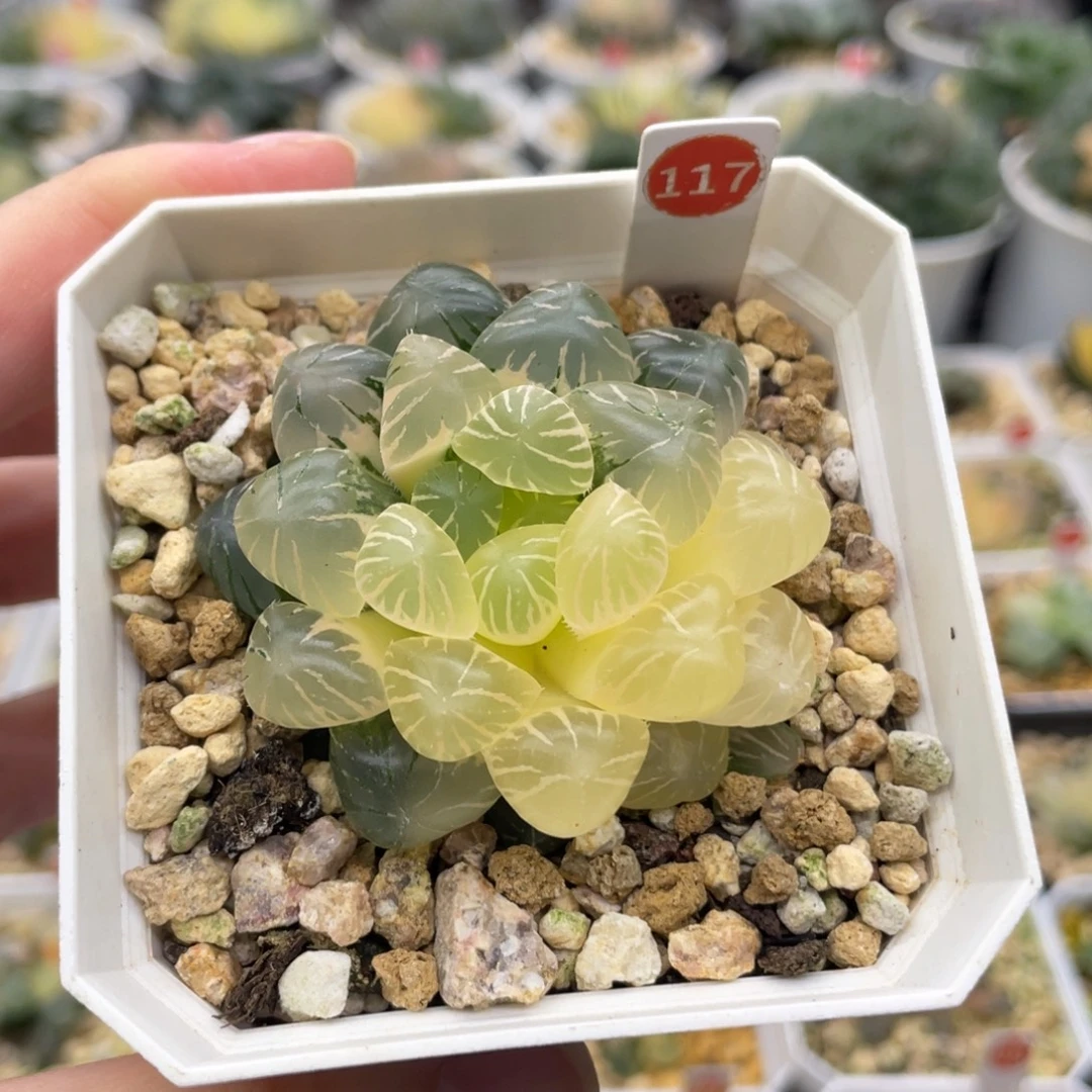 小蔡的菜园 117 孔明灯锦