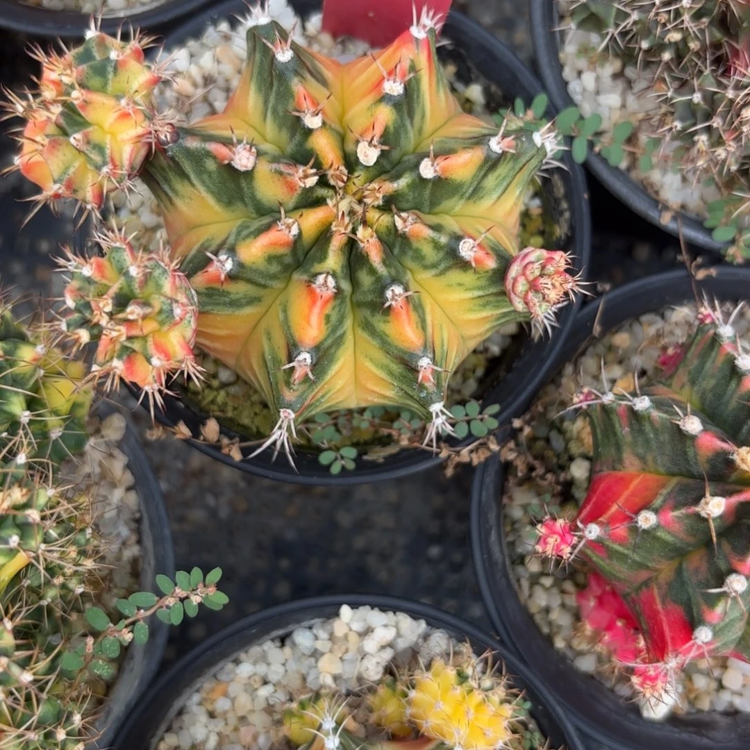 211-1218泰国发货多肉