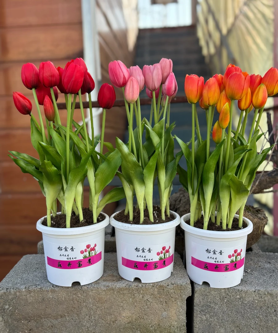 进口郁金香大种球自然球多年生耐寒植物种子阳台庭院园艺花卉盆栽