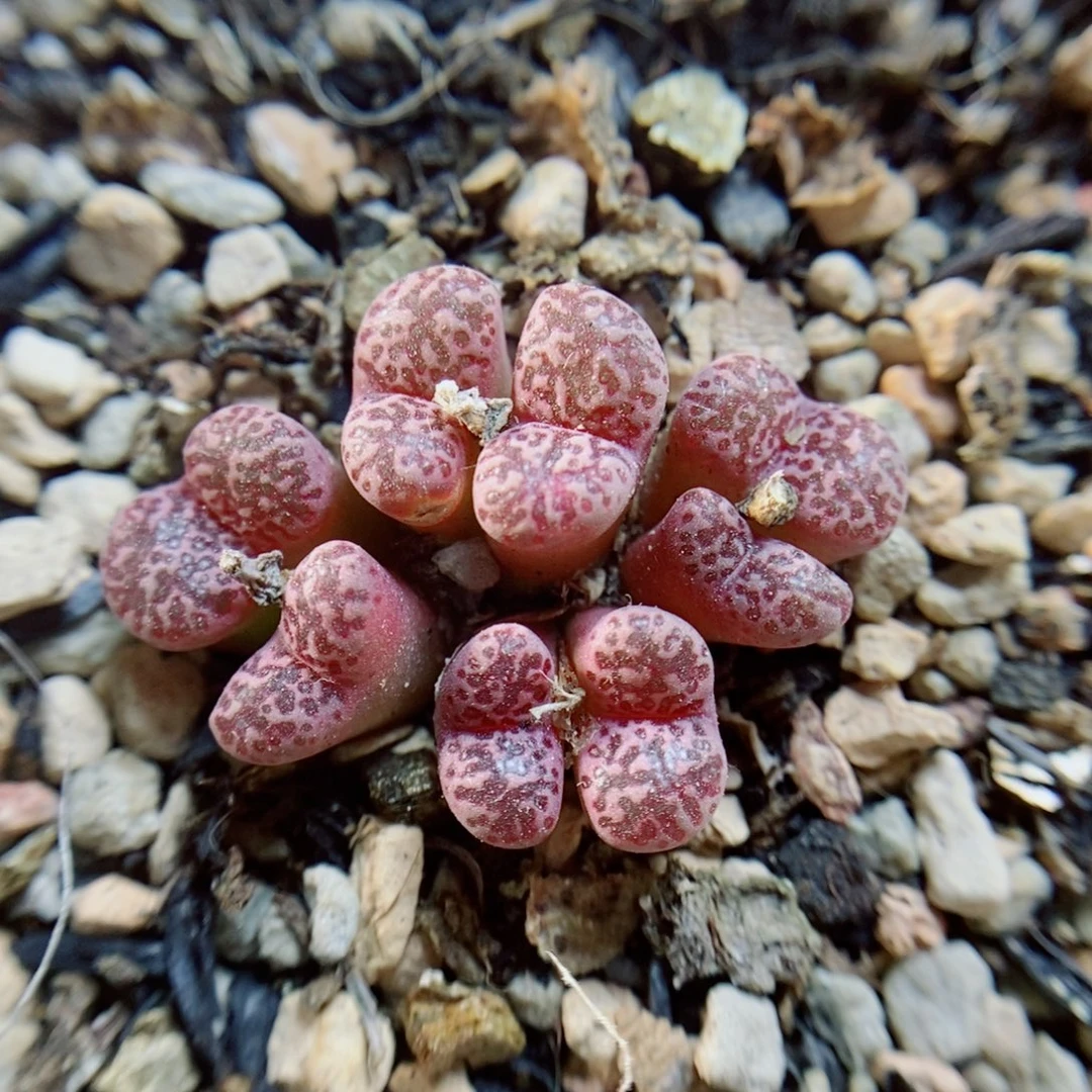 生石花花花花花花957