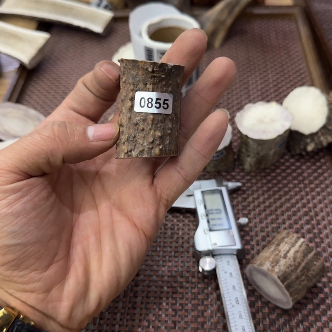 鹿骨其他0855段  长47x35约