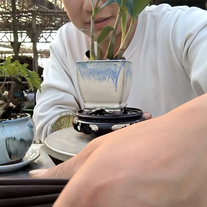 F****?小盆景小植物一物一拍452