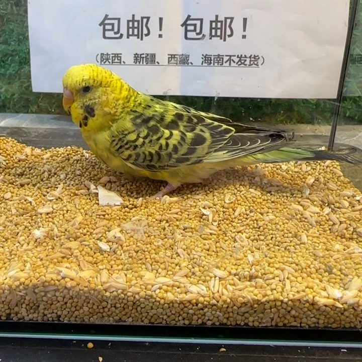 虎皮鹦鹉大头虎皮鹦鹉