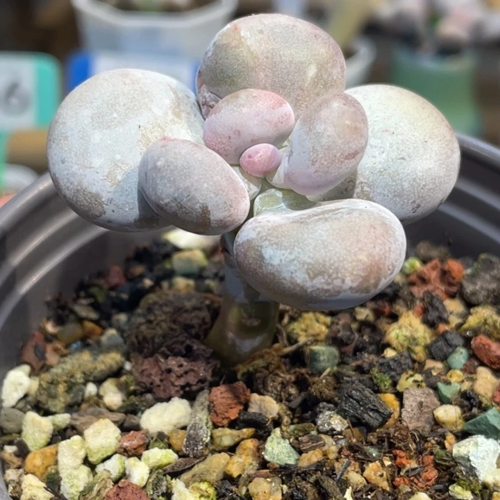 油煎丸子666号的多肉啊啊