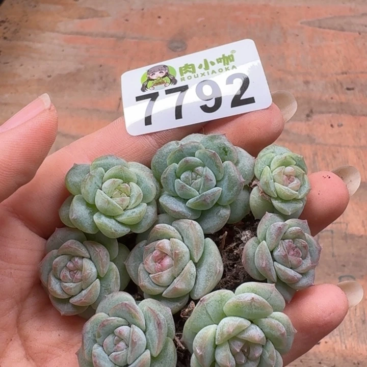 笙***默多肉植物多肉植物