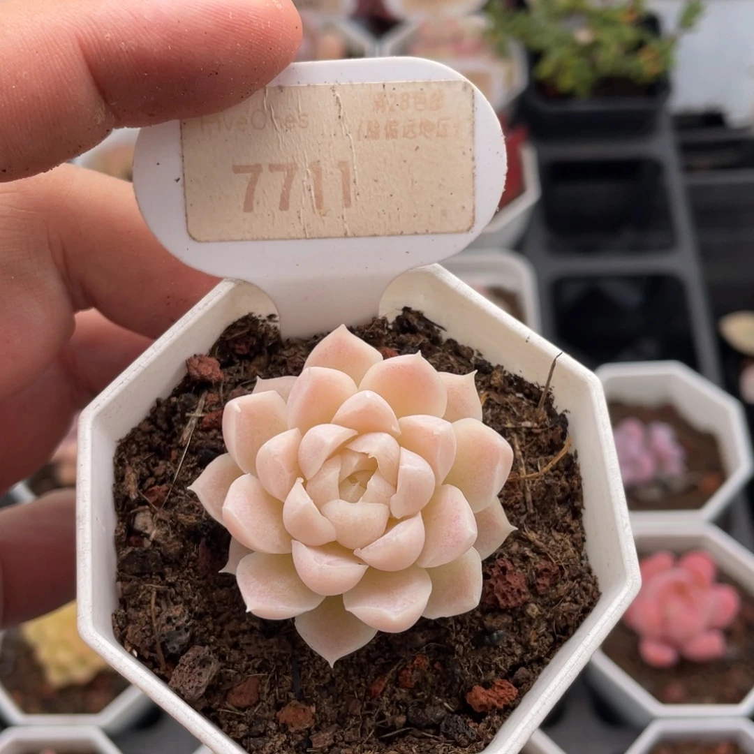 白月影7711-4厘米