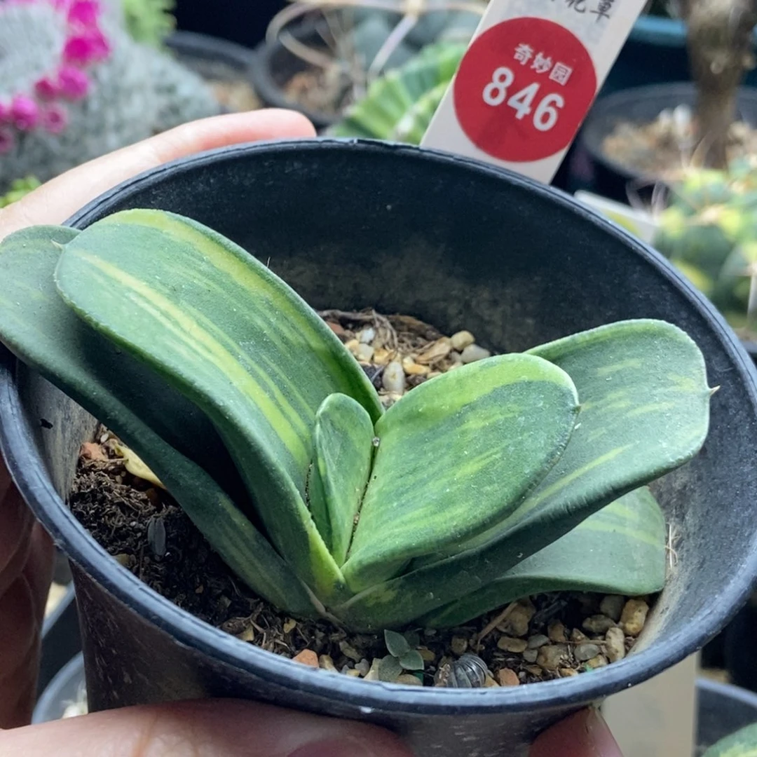 拉丝卧牛锦一颗仙人球