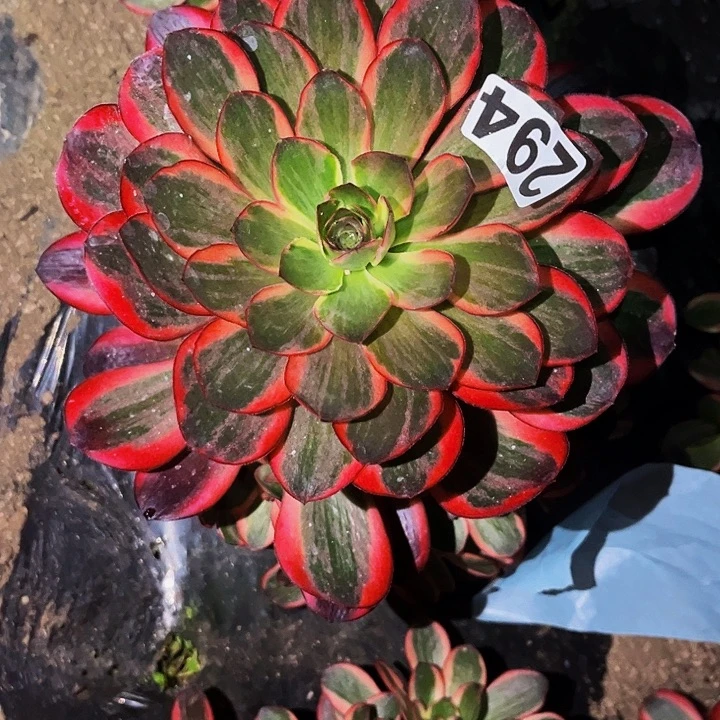 294纳福多肉植物处理不售后
