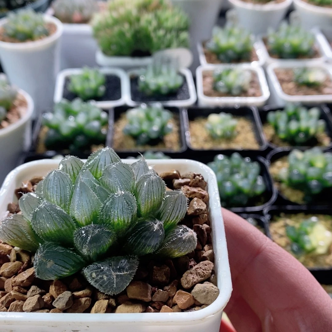 实生玉露针管玉露多肉