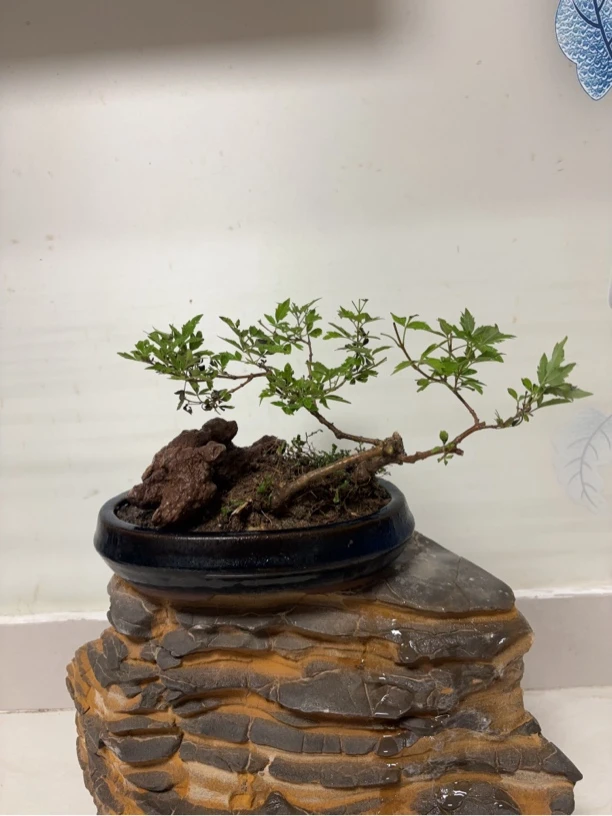 小叶黄荆蓝宝石直播间一物一拍，私拍随机发货！黄荆盆景