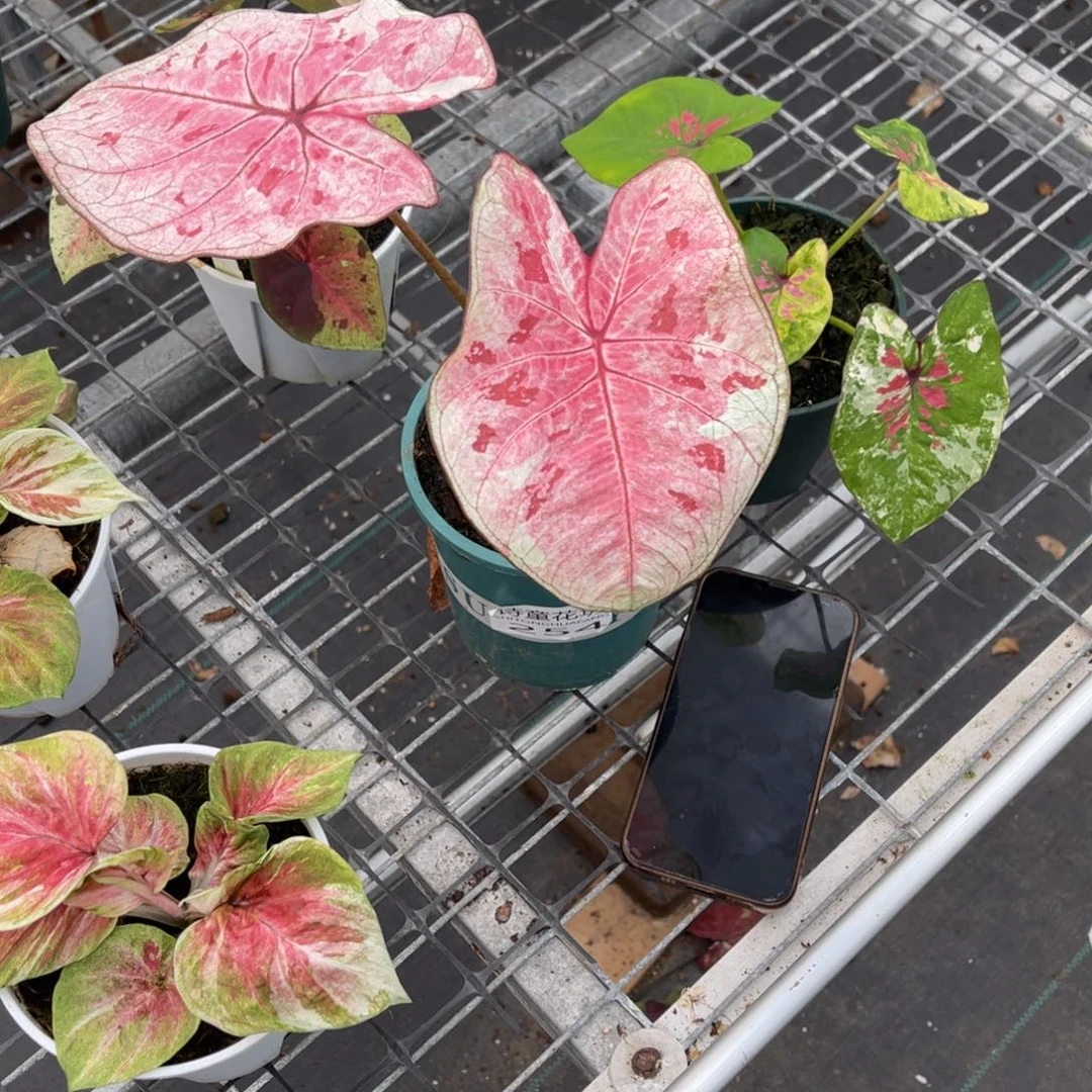 五***月无花朵           254草莓不包售后