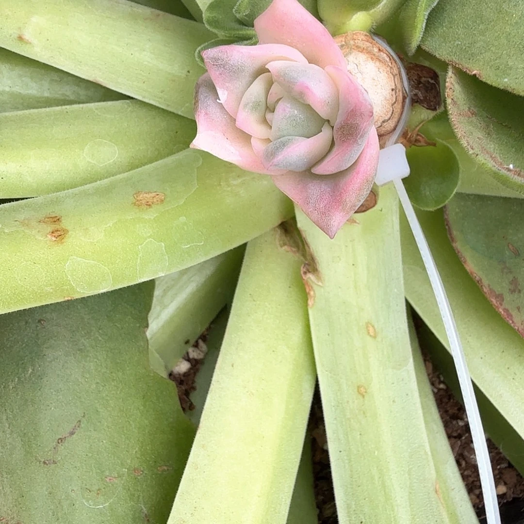 花*子可爱玫瑰彩锦多肉