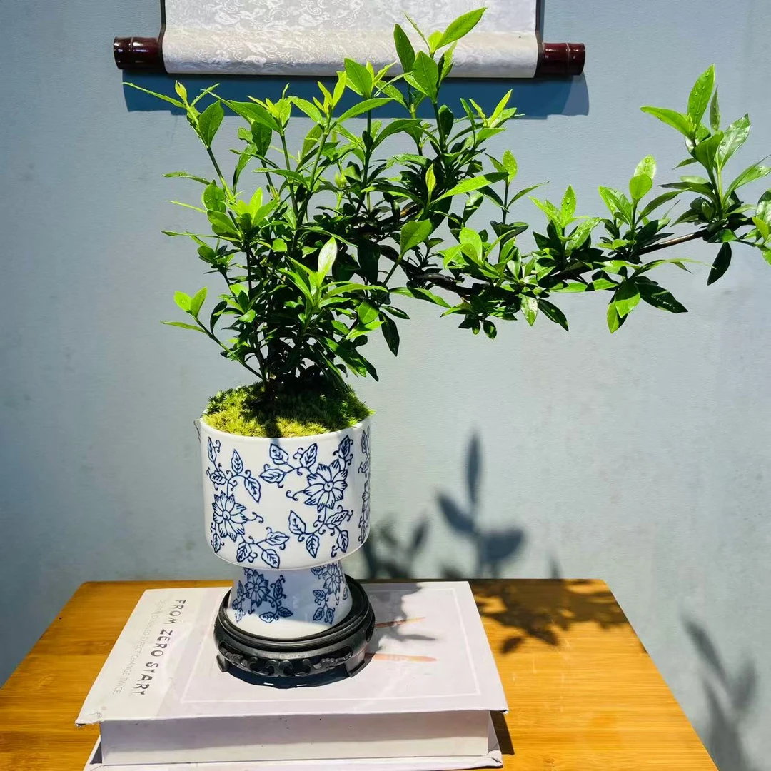 ZF青花瓷高脚飘枝清玉栀子花