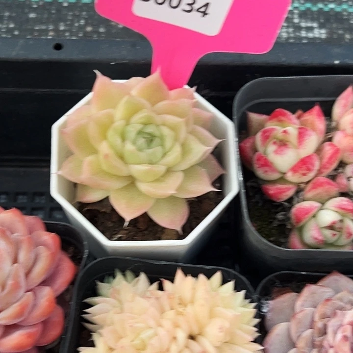 祈***羽糖心    30034号