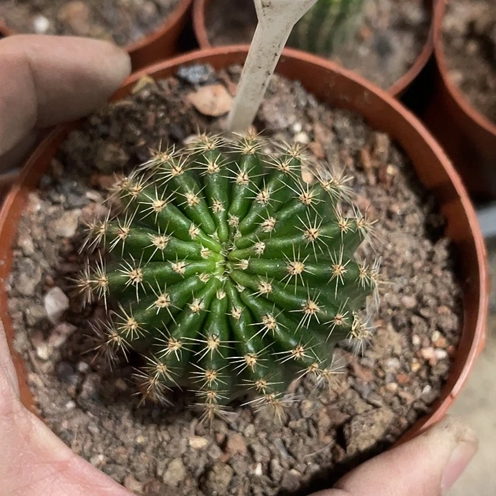 63号多棱潜力股彩草